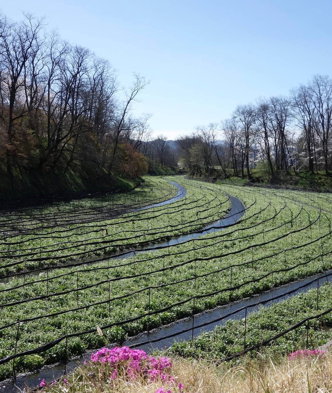 Daio Wasabi Farm (optional)