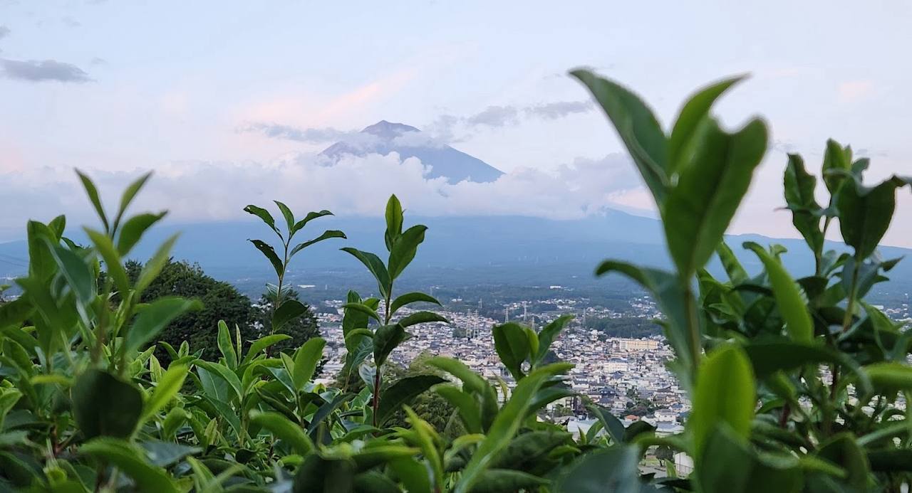 The Tea Plantations of Shizuoka
